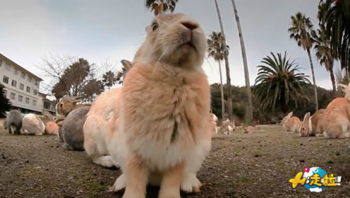 最“奇葩”的人兔大战，澳洲被100亿只兔子折磨，还派出轰炸机！