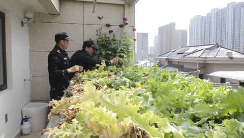 警方借助无人机铲除罂粟:男子自家阳台房顶种80株罂粟被行拘