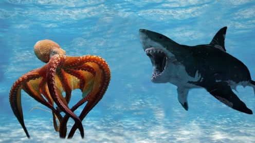 深海巨型章鱼竟是鲨鱼天敌 瞬间捕捉鲨鱼