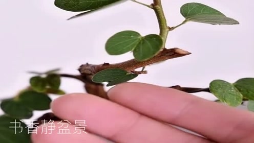 一棵羊蹄甲极品老桩盆景,叶片奇特,师傅为它塑形修剪,优雅精致