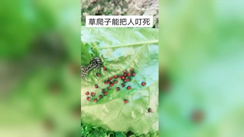 草爬子也太多了,一个草爬子可以产这么多卵