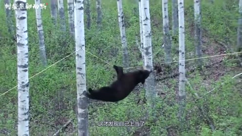 黑熊误入人类陷阱,在绳子上进退两难,镜头拍下全过程