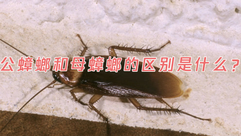 公蟑螂和母蟑螂的区别是什么?