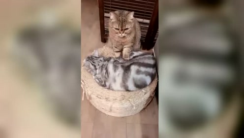 猫咪太可爱了,竟然还会"捶背"这门手艺,看它委屈的表情我笑了