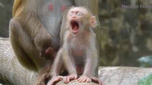 妈妈我困了,带我去睡觉的地方,小猴子打哈欠