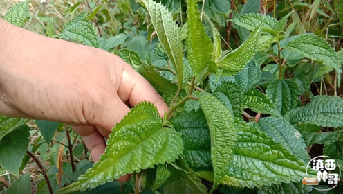 农村有一种植物叫雾水葛,叶子很粗糙,一起了解一下它的妙用吧