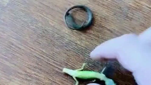 壁虎尾巴断了居然还再动,不应该是壁虎动吗,这到底是怎么回事?