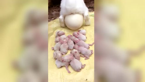 这兔子是什么情况,小兔子生出来了,怎么还生出来个蛋?