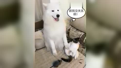 猫咪:躺着也中枪!见势不妙赶紧开溜