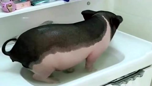 养猪之前真的没想到,这是一只会拉屎的猪,洗澡都能拉里面!