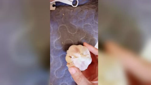 要想在社会上混,就必须学会装蒜,否则你就是橘外人