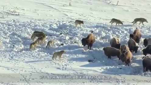 只狼宝鲤_狐鲤鲤渣绘_龙纹鲤和新龙纹鲤