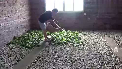 壮乡小莫:带你走进广西山区,有土地就是爽,一年能赚多少钱?