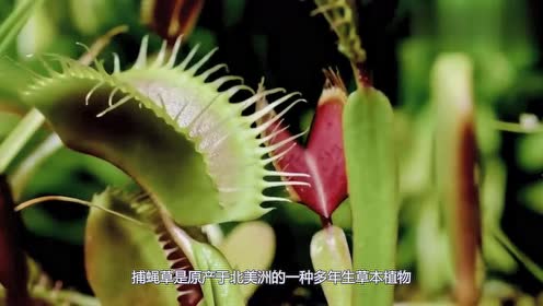 捕蝇草吃辣酱会发样?老外测试一下,最后让人爆笑不止!