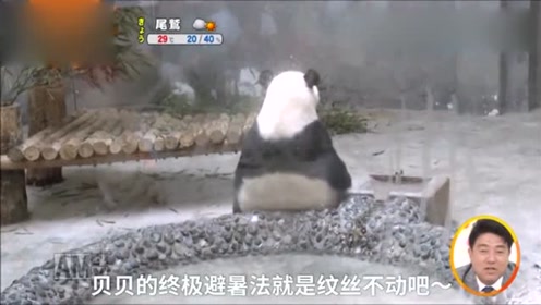 熊猫热到怀疑人生,坐在泳池望着远方发呆,这表情包逗乐网友