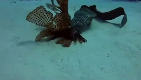 海鳝和大石斑鱼杠上了,恶霸海鳝竟落荒而逃?