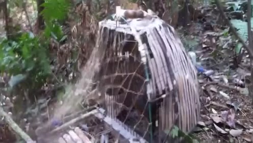 套竹鸡:竹鸡堂中冲打