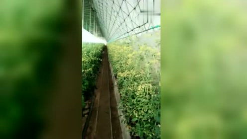 这么多花，这能结多少圣女果啊