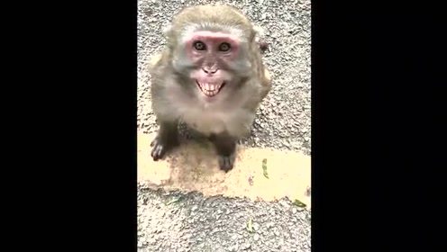 这猴子笑得好甜,还能听懂人话
