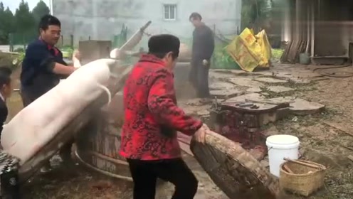 农村杀过年猪，养了一年的土猪，城里卖三四十元一斤！
