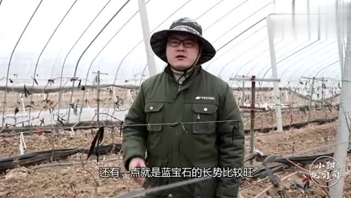 种植蓝宝石葡萄，前景无限好，前提学会这几点，管理它不是难事！