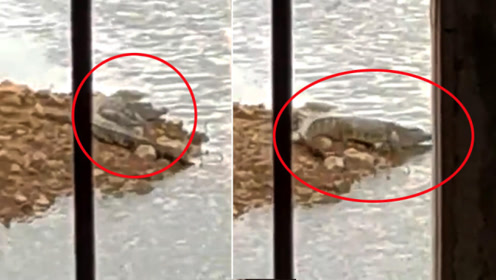 广东湛江一水库惊现鳄鱼！当地水务局回应：将迅速妥善处理