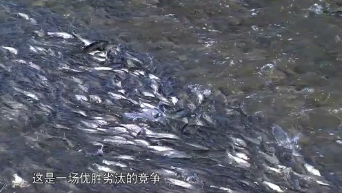 渔民太有才了，为了提高鱼产量，竟然这样来帮鱼做试管婴儿！