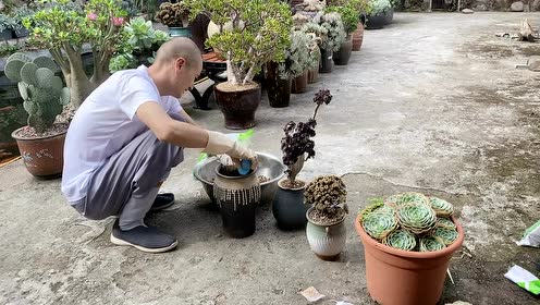 普安寺的多肉植物