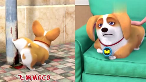 飞狗moco:小主人精心梳的辫子被柯基弄乱了.