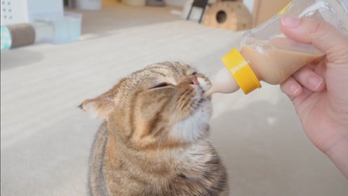 可爱小动物:小猫咪喝牛奶,真可爱