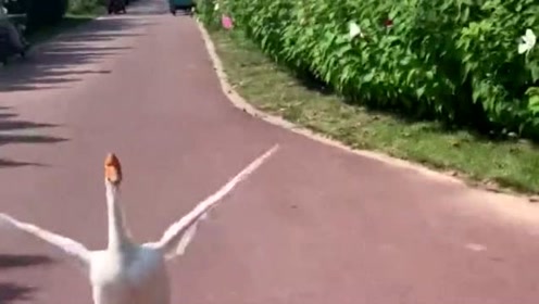 大鹅:不是说顺路捎我一段,怎么自己走了,你还算个人?
