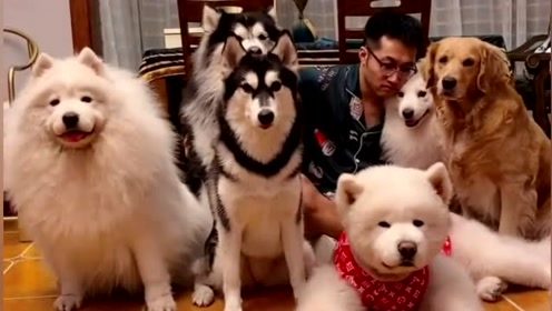 谁是家里智商最高的小朋友,哈士奇,萨摩耶,金毛,阿拉斯加犬