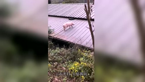 说好建国以后不让成精呢,这猪成猪精啦都上房顶了