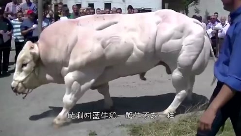 比利时蓝牛,浑身肌肉,肉质极其鲜美