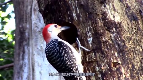 啄木鸟真的是益鸟?我们都被v益鸟了,现实却是很a益鸟德州猎杀郊狼图片