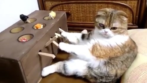 主人给猫咪玩打地鼠机,猫咪这坐姿也是没谁了,一看就是大佬呀!