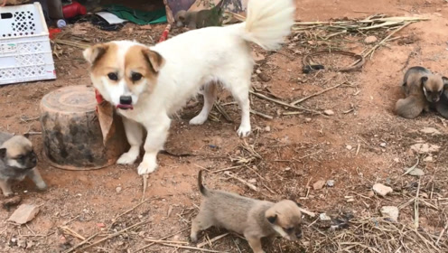 梅州的一条哈巴狗和田园犬杂交后,产下这些可爱小怪物