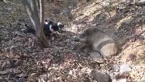 中了陷阱的野猪又遭到狗狗的围攻!这回跑不掉了吧!