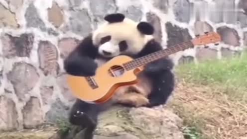见过熊猫弹吉他吗?进来看看,萌到你心里去!