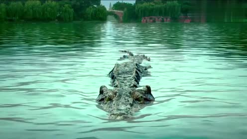 百万巨鳄:大爷豁出自己,直接跳水下引鳄鱼,没想到还真的成功了