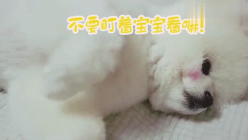小博美困到"双眼迷离","眼皮打架"太可爱:困死宝宝了!