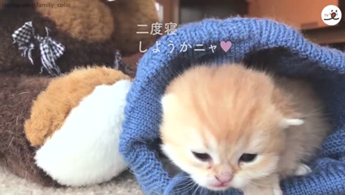 冷得瑟瑟发抖的小猫咪 在针织帽里取暖 太可爱了