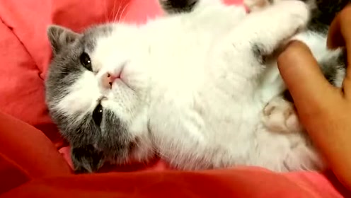 小奶猫被撸得欲仙欲死,最后还疯狂踩奶,萌死人