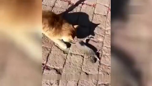 猫 请开始你的表演! 老鼠 我这演技能进奥斯卡