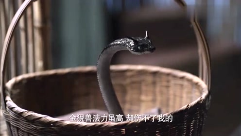 三生三世:白浅:你是我见过最俊俏的蛇,夜华听后一脸黑