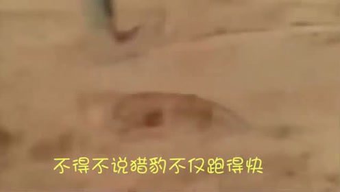 实拍豹子上树捕猴，如此敏捷的豹子,行云流水动作比猴子还灵活