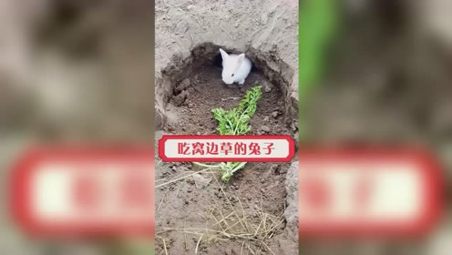 兔子不吃窝边草,看见这一幕,我终于明白了这个道理!