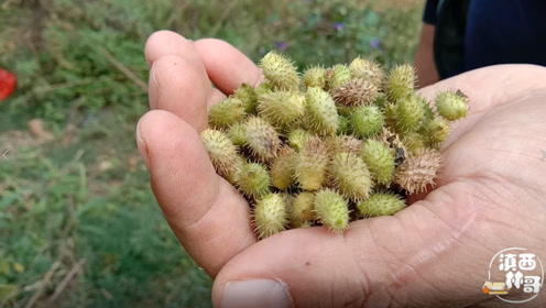 农村稀有植物,果实似带刺的花生米,浑身是宝,这些用途你了解吗