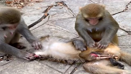 可怜的猴子全身受伤,手和脚露着骨头躺在地上一动不动,幸好还有小猴子