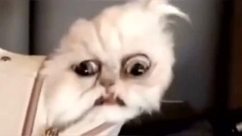 长相最恐怖的猫咪!因为丑陋把外国一位老奶奶活活吓死!